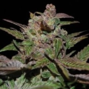Purple Wreck – Reserva Privada – Regularne – Product view 2