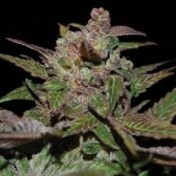 Purple Wreck Regular cannabis flower bud by Reserva Privada