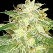 Silver Bubble – Reserva Privada – Feminizowane – Product view 2