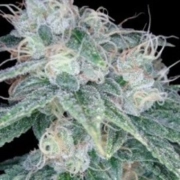 Sour Diesel – Reserva Privada – Regularne – Product view 2