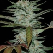 Sour Kush – Reserva Privada – Regularne – Product view 2