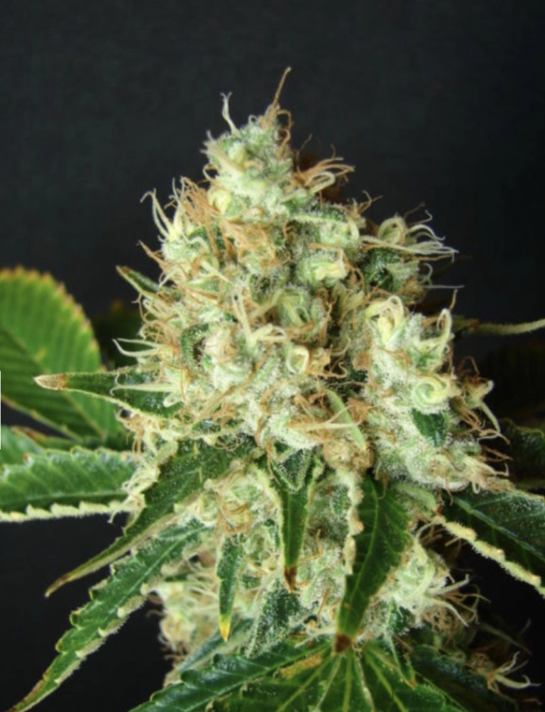 Bubblicious – Resin Seeds – Feminizowane
