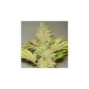 Bubblicious – Resin Seeds – Regularne – Product view 2