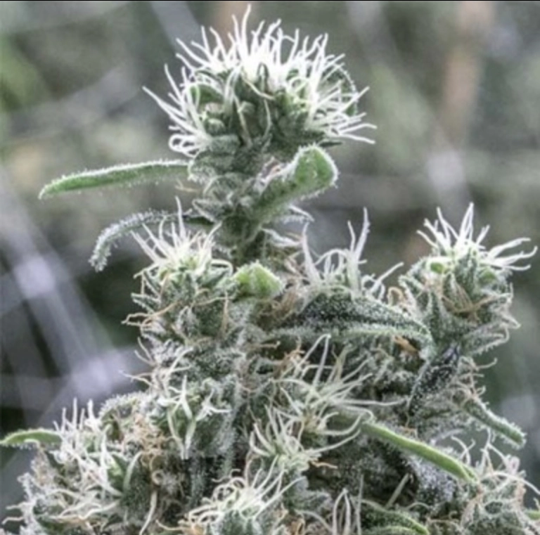 Cannatonic – Resin Seeds – Feminizowane