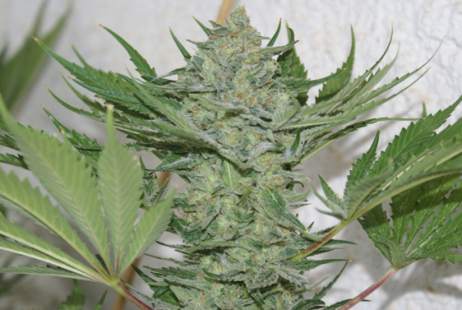 Critical Haze – Resin Seeds – Feminizowane