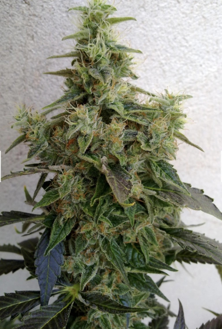 Dieseltonic – Resin Seeds – Feminizowane