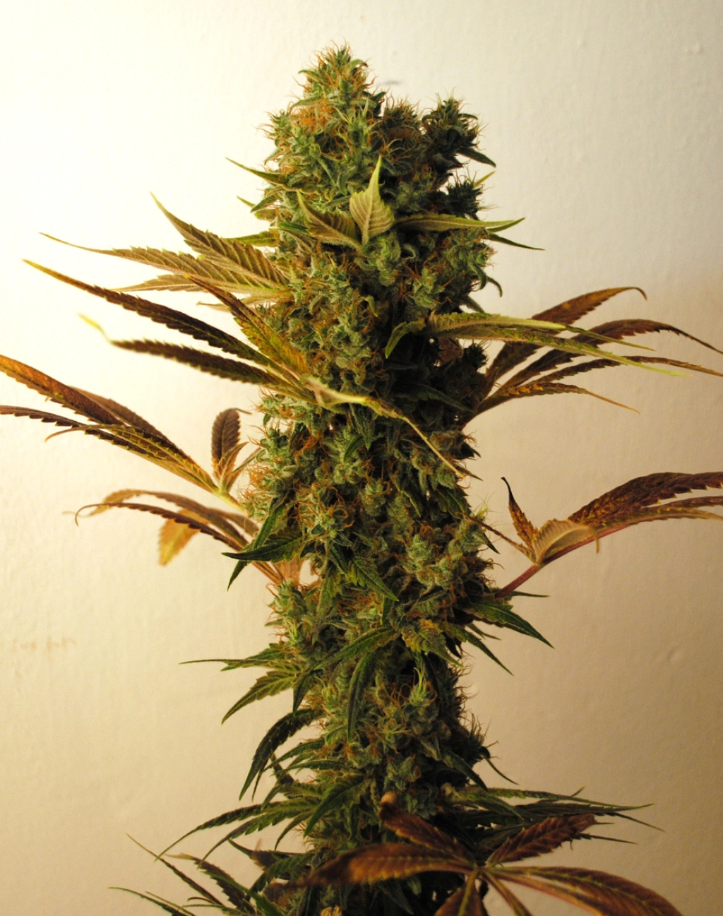 Hammer Shark – Resin Seeds – Feminizowane