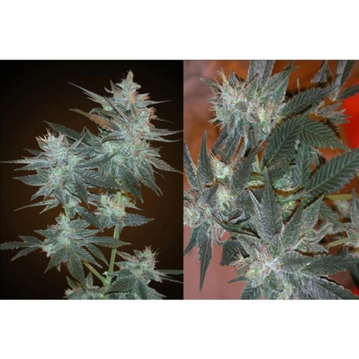 L.A. Ultra – Resin Seeds – Feminizowane
