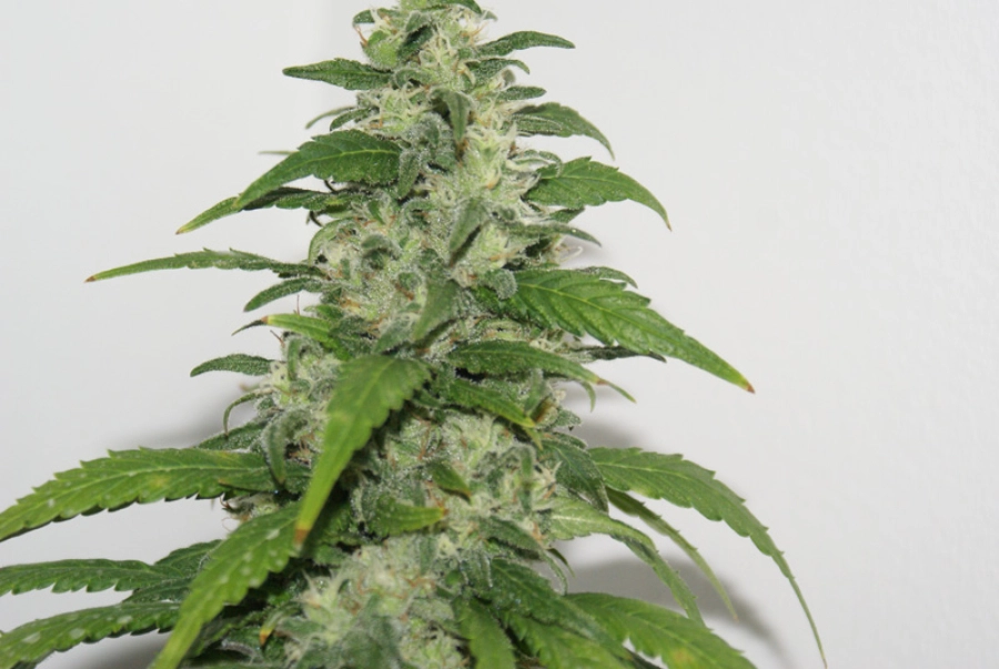 Yummy – Resin Seeds – Feminizowane