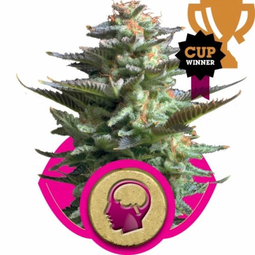 Amnesia Haze – Royal Queen Seeds – Feminizowane