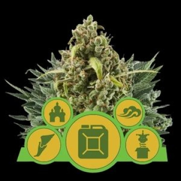 Auto Outdoor Mix Autoflowering cannabis flower bud by Royal Queen Seeds