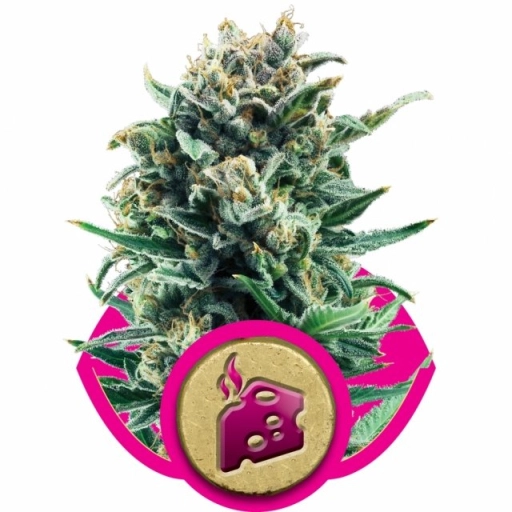 Blue Cheese – Royal Queen Seeds – Feminizowane