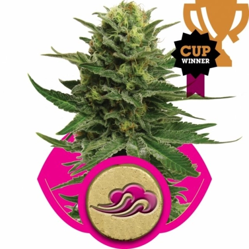 Blue Mystic – Royal Queen Seeds – Feminizowane