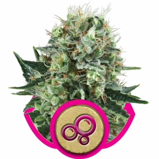 Bubble Kush – Royal Queen Seeds – Feminizowane