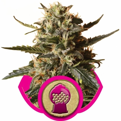 Bubblegum XL – Royal Queen Seeds – Feminizowane