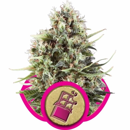 Chocolate Haze – Royal Queen Seeds – Feminizowane