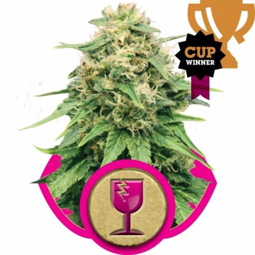 Critical – Royal Queen Seeds – Feminizowane