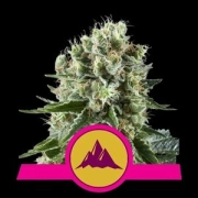 Critical Kush Feminized cannabis flower bud by Royal Queen Seeds