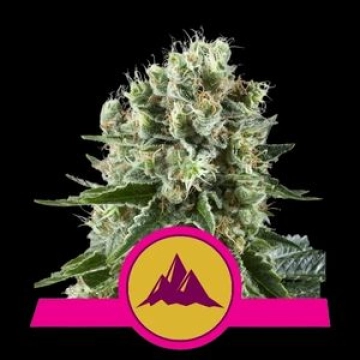 Critical Kush Feminized cannabis flower bud by Royal Queen Seeds