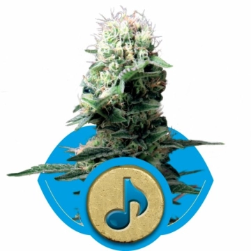 Dance World Feminized cannabis flower bud by Royal Queen Seeds