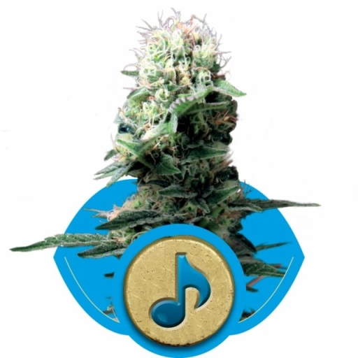 Dance World – Royal Queen Seeds – Feminizowane