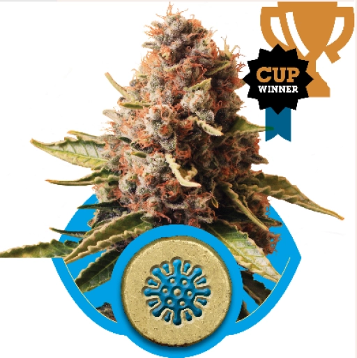 Euphoria CBD – Royal Queen Seeds – Feminizowane