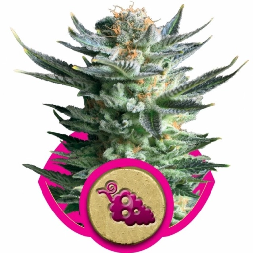 Fruit Spirit – Royal Queen Seeds – Feminizowane