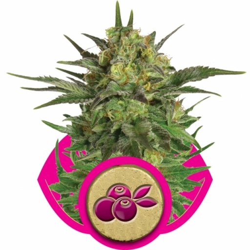Haze Berry – Royal Queen Seeds – Feminizowane