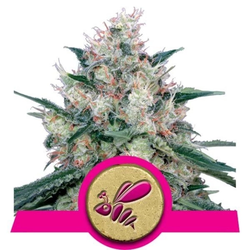 Honey Cream Fast Version – Royal Queen Seeds – Feminizowane