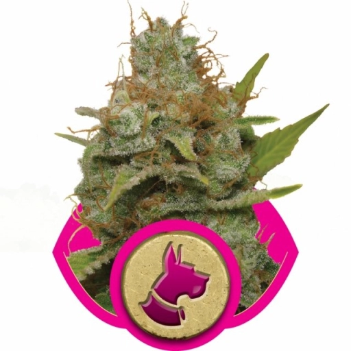 Kali Dog – Royal Queen Seeds – Feminizowane