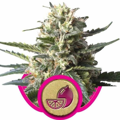 Lemon Shining Silver Haze – Royal Queen Seeds – Feminizowane