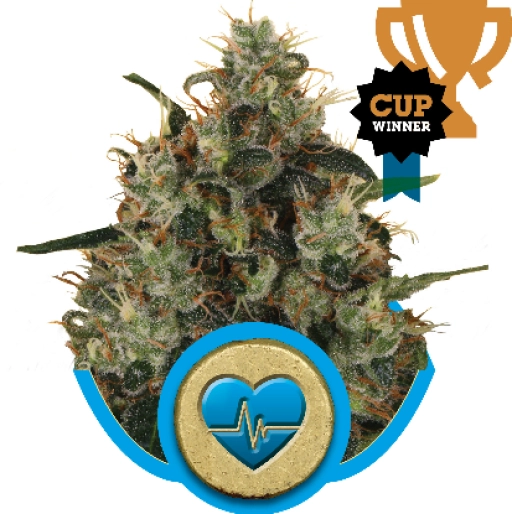 Medical Mass CBD – Royal Queen Seeds – Feminizowane