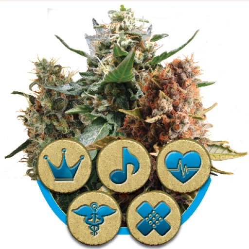 Mix CBD – Royal Queen Seeds – Feminizowane