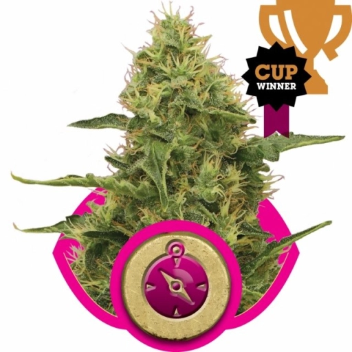 Northern Light – Royal Queen Seeds – Feminizowane