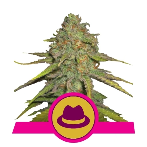 OG Kush – Royal Queen Seeds – Feminizowane