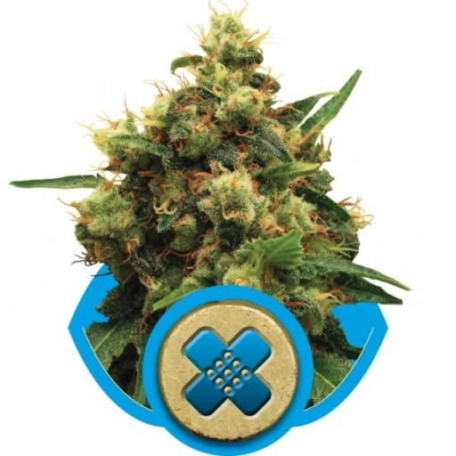 Painkiller XL – Royal Queen Seeds – Feminizowane