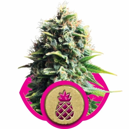 Pineapple Kush – Royal Queen Seeds – Feminizowane