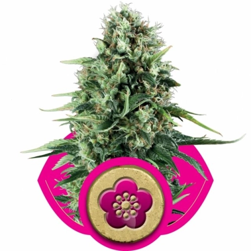 Power Flower – Royal Queen Seeds – Feminizowane
