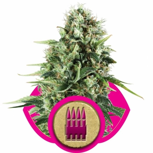 Royal AK – Royal Queen Seeds – Feminizowane