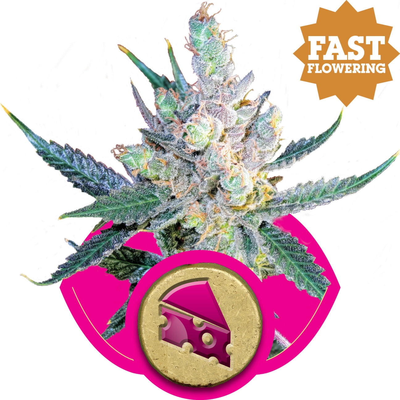 Royal Cheese FAST Version – Royal Queen Seeds – Feminizowane