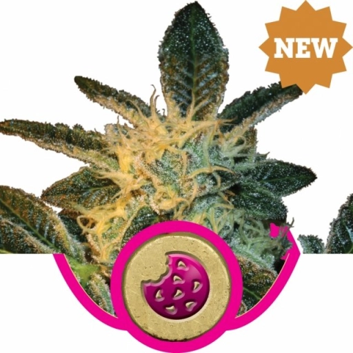 Royal Cookies – Royal Queen Seeds – Feminizowane
