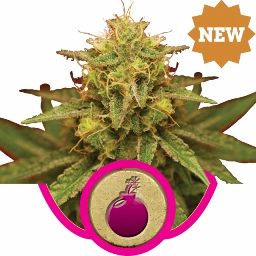 Royal Domina – Royal Queen Seeds – Feminizowane