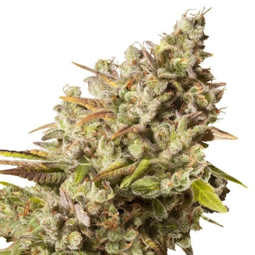 Royal Gorilla – Royal Queen Seeds – Feminizowane