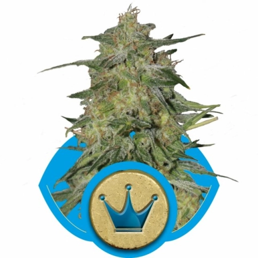 Royal Highness – Royal Queen Seeds – Feminizowane