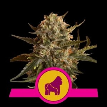 Royal Madre Feminized cannabis flower bud by Royal Queen Seeds