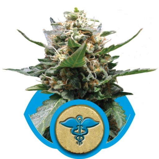 Royal Medic – Royal Queen Seeds – Feminizowane