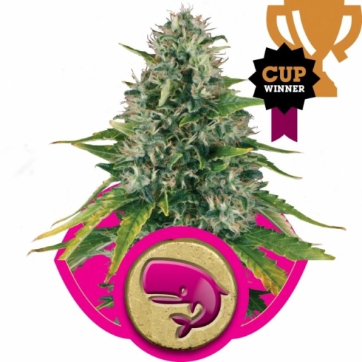 Royal Moby – Royal Queen Seeds – Feminizowane