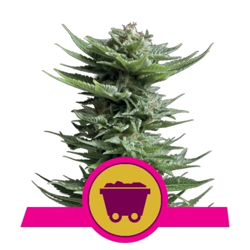 Shining Silver Haze – Royal Queen Seeds – Feminizowane
