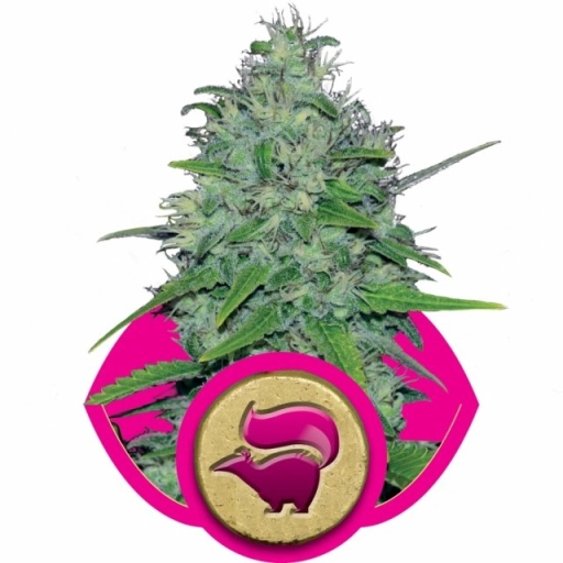 Skunk XL – Royal Queen Seeds – Feminizowane