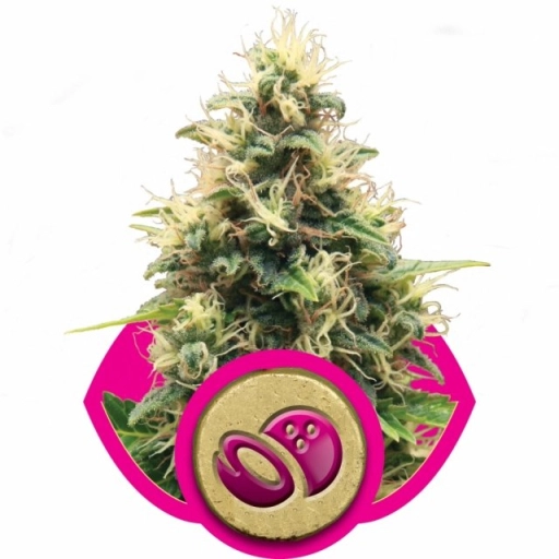 Somango XL – Royal Queen Seeds – Feminizowane